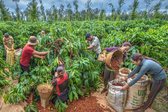 Hoàn thành Đề án tái cơ cấu Tổng công ty Giấy, Tổng công ty Cà phê trình Thủ tướng trước 31/10/2024