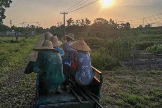 Ngày càng nhiều người trẻ muốn về nông thôn làm việc, muốn thực tập phải đăng ký trước, bị phỏng vấn gắt gao 