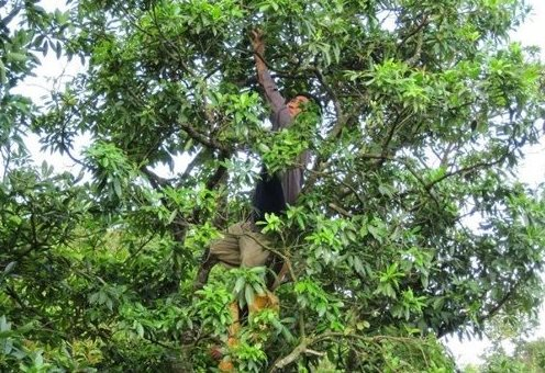 Loại cây lấy hoa cực hiếm trên thế giới nhưng Việt Nam sở hữu hàng chục nghìn ha: Thu về gần 50 triệu USD kể từ đầu năm, sản lượng đứng thứ 2 thế giới