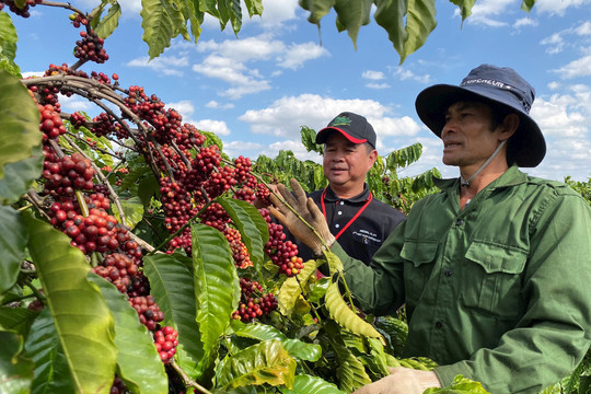 Nestlé Việt Nam tri ân người nông dân trồng cà phê tại các tỉnh Tây Nguyên