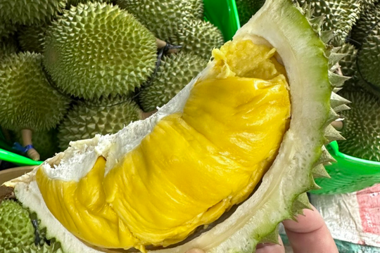 Giấc mơ sầu riêng Musang King của Malaysia có thể vỡ vụn vì 1 sai lầm