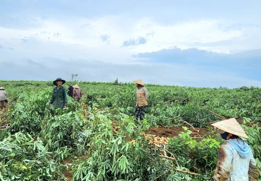 Trồng loại cây lấy củ ‘tỷ đô’, Việt Nam vươn lên trở thành ông trùm đứng thứ 2 thế giới: Trung Quốc có bao nhiêu mua bấy nhiêu, nước ta có sản lượng 10 triệu tấn mỗi năm