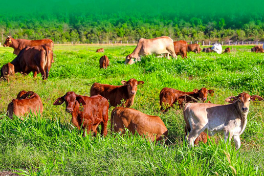 34.300 nhân sự đang làm cho Thaco Agri, tham vọng trên thị trường nông nghiệp của Thaco khủng cỡ nào?