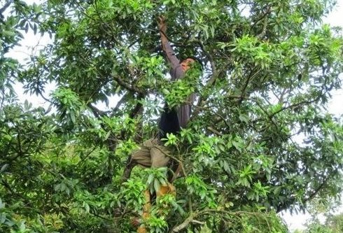 Loại cây gỗ ra hoa nghìn tỷ chỉ số ít quốc gia trồng được: Việt Nam đã thu về gần 50 triệu USD, Ấn Độ có bao nhiêu mua bấy nhiêu