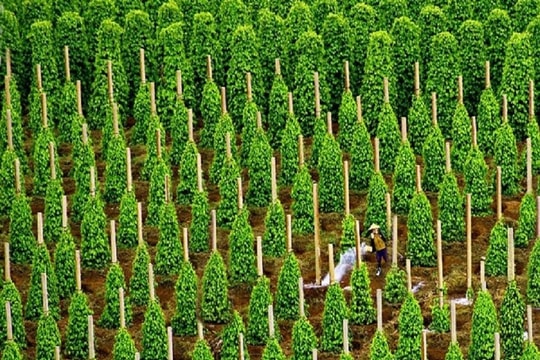 Là thủ phủ sản xuất toàn cầu, Việt Nam thu về hơn 1 tỷ USD từ loại sản vật này: Mỹ, Trung, Ấn và 120 quốc gia liên tục chốt đơn