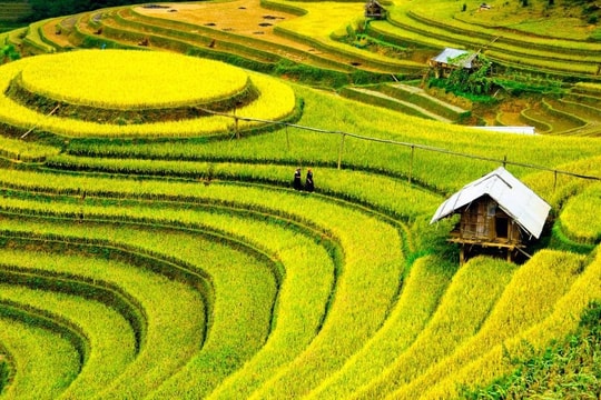 Cạnh tranh cùng một mặt hàng, Việt Nam dự tính xuất ít hơn Thái Lan, nhưng bán được giá cao hơn hẳn