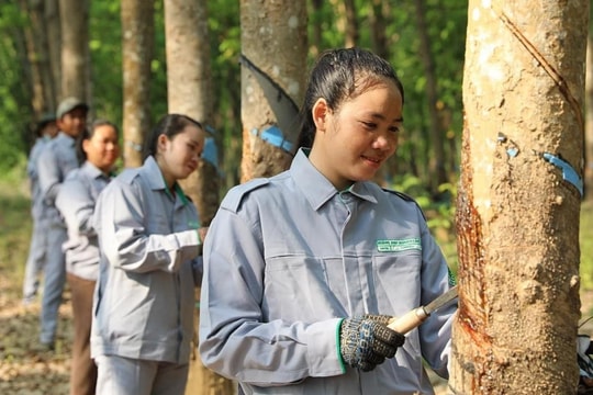 Thaco Agri của tỷ phú Trần Bá Dương muốn tuyển thêm 21.000 nhân sự từ nay đến 2025