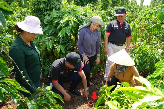 Việt Nam có mô hình độc đáo giúp đất hồi sinh, nông dân thu tiền tỷ từ giống cây "tốt nhất thế giới"