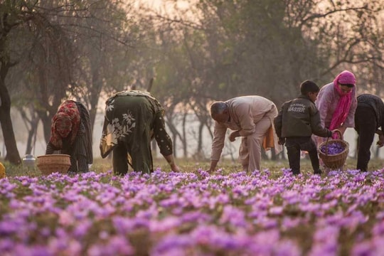 Sản lượng lao dốc, chi phí đầu vào tăng vọt, nông dân tại vùng sản xuất ‘vàng đỏ’ lớn thứ 2 toàn cầu từ bỏ trồng loại gia vị đắt nhất thế giới,  ‘cắn răng’ chuyển sang cây trồng ít sinh lời hơn