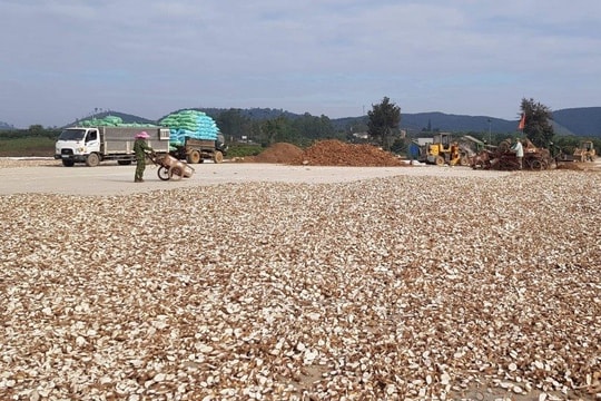 Việt Nam sở hữu 'vựa lúa dưới lòng đất' được Nam Á đổ tiền thu mua hàng nghìn tấn: xuất khẩu tăng hơn 100%, Trung Quốc rốt ráo săn lùng