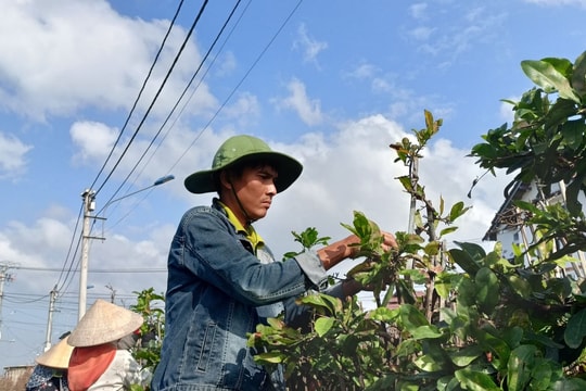 Bán đặc sản Tết miền Nam, người dân một thị xã thu hơn 155 tỷ đồng