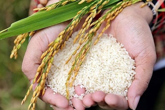 Doanh nghiệp kinh doanh lúa gạo báo lãi khủng sau khi tái cơ cấu