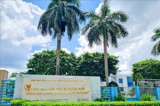 Một công ty cao su báo lãi quý I/2025 tăng 95% nhờ bán chuối