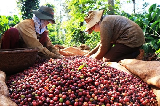 Giá trị tăng mạnh, xuất khẩu “vàng đen” mang về 3,8 tỷ USD trong 4 tháng đầu năm