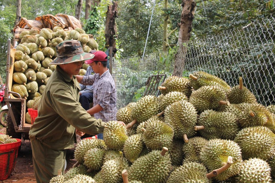 Phó Thủ tướng Hồ Quốc Dũng: Không mở rộng diện tích sầu riêng; tập trung nâng cao năng suất, chất lượng