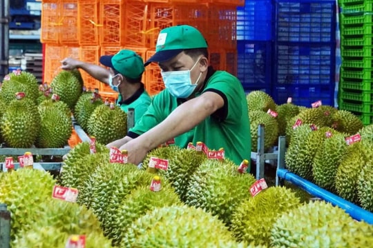 Sầu riêng Việt Nam bị Trung Quốc trả về ồ ạt: DN kiến nghị Thủ tướng chỉ đạo làm rõ một chuyện bất thường