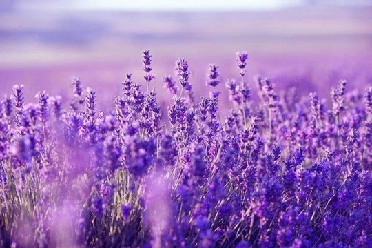 Tiền ồ ạt đổ vào, cổ phiếu chứng khoán đua nhau “xanh, tím”, điều gì đang diễn ra?