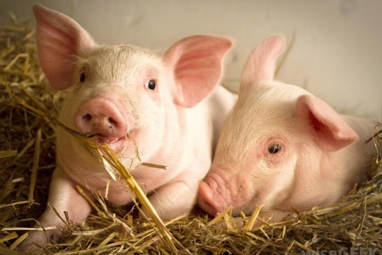 Giá trị của Masan MeatLife và Dabaco tăng thêm hàng nghìn tỷ đồng giữa lùm xùm thịt lợn của C.P