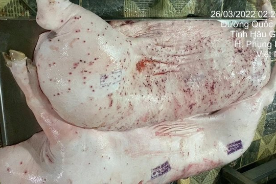 Bộ NN&MT đề nghị Bộ Công an vào cuộc vụ C.P. Việt Nam bị tố bán thịt heo bệnh