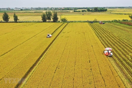 Một lô hàng 500 tấn vừa được xuất sang Nhật Bản: Việt Nam là nước đầu tiên trên thế giới làm được điều này