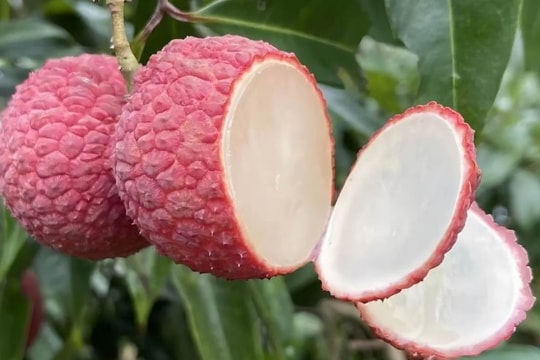 Đắt hơn cả cherry Mỹ, một loại quả quen thuộc ở Việt Nam trở thành thực phẩm xa xỉ ở Trung Quốc