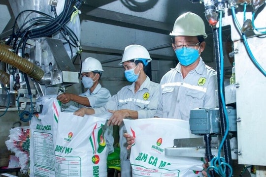 “Đại gia” phân bón Đạm Cà Mau (DCM) sắp chi nghìn tỷ chia cổ tức 