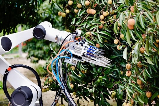 Drone bay ngợp trời, robot len qua từng gốc cây: Thủ phủ vải thế giới thu về hàng triệu tấn quả tươi nhờ ứng dụng công nghệ vệ tinh và AI tiên tiến nhất