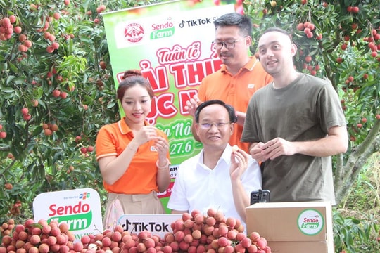Phó Chủ tịch tỉnh Bắc Giang xuống vườn livestream bán vải: Chốt đơn hàng chục tấn chỉ trong một buổi sáng