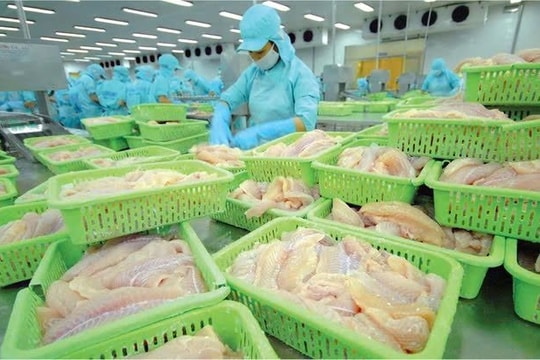 Vua xuất khẩu cá tra Nam Việt báo lãi quý 2/2025 tăng chưa từng thấy, cao nhất trong 8 năm