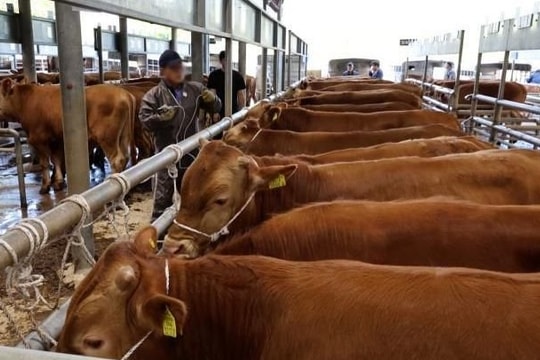 'Đây là khủng hoảng lớn nhất từ khi tôi làm nông' - Nông dân Hàn Quốc than trời vì bò Mỹ nhập khẩu, nhiều trang trại phải đóng cửa suốt 3 năm 