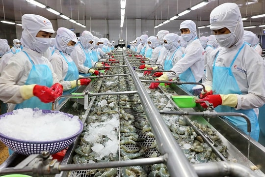 "Vua tôm" báo lãi quý 2/2025 tăng 300%, cao nhất trong vòng 10 quý 