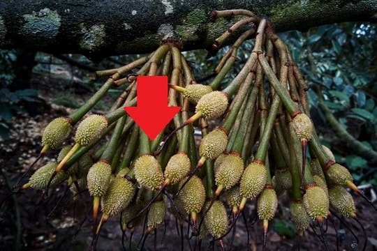 Lần đầu tiên mặt hàng xuất khẩu tỷ USD của Việt Nam có quy trình kiểm soát riêng
