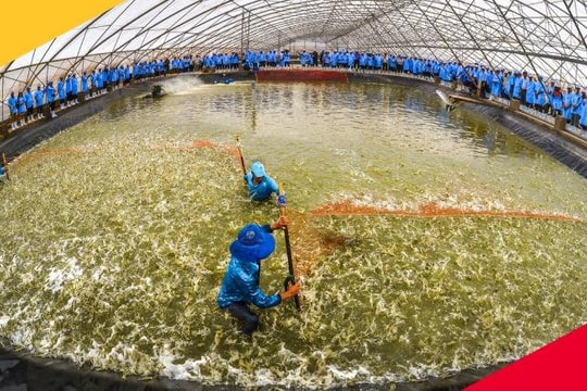 Từng lãi hàng trăm tỷ mỗi năm, "Vua tôm giống" Việt Nam bất ngờ báo lỗ trong 6 tháng đầu năm 2025