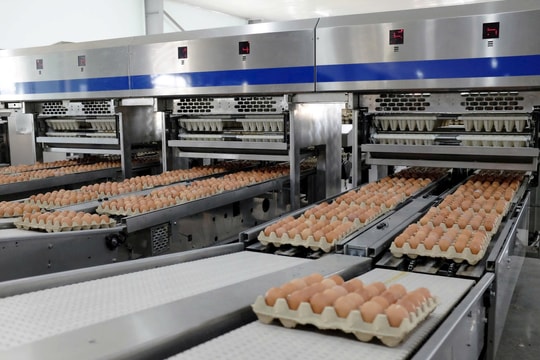 Giá trứng tăng đột biến sau những tháng thấp kỷ lục: Thị trường chao đảo, Hoà Phát vẫn đều đều 1 triệu quả/ngày, báo lãi tăng 135%