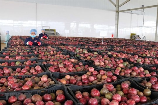 Trung Quốc ồ ạt thu mua một "sản vật" triệu USD của Việt Nam: Nước ta là nhà xuất khẩu top 10 thế giới