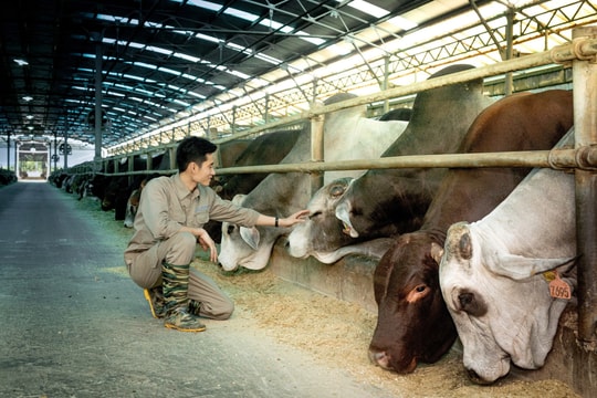 Không chỉ là vua thép, tỷ phú Trần Đình Long còn chiếm ngôi "vua bò Úc": Sản lượng 6T2025 tăng 115%, mục tiêu 150.000 con 
