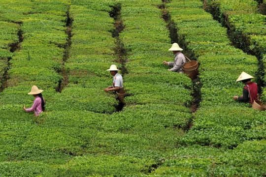 Từng sánh ngang cổ phiếu, BĐS, loại ‘tài sản’ giới siêu giàu Trung Quốc săn lùng nay bốc hơi 80% giá trị, nhà đầu cơ ‘bỏ của chạy lấy người’: Bóng bóng đã vỡ?