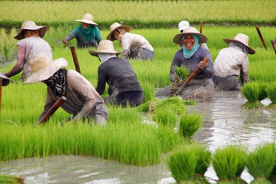 Nước ĐNÁ nhập khẩu gạo nhiều nhất thế giới mua 75% sản phẩm từ Việt Nam