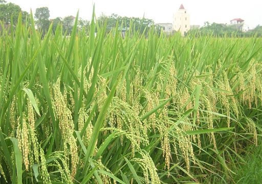 Một công ty nông nghiệp báo lãi gần 1,5 tỷ đồng/ngày trong 6 tháng đầu năm 2025