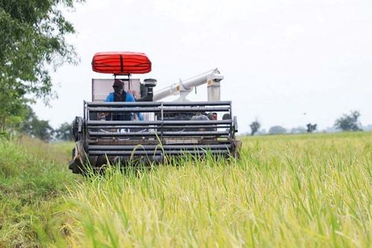 Giá 'hạt vàng' giảm sốc, nông dân Campuchia oằn mình chịu lỗ gần 7 triệu đồng/ha, tính bỏ ruộng sang Thái Lan làm thuê