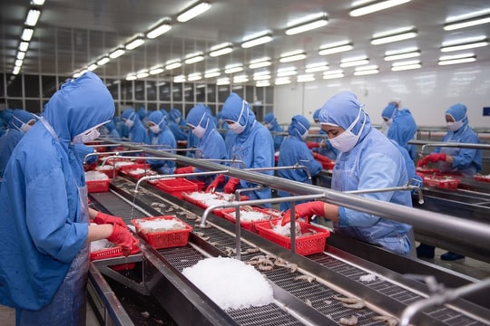 "Đại gia" tôm báo doanh thu tháng 8 tăng 32%, cao nhất kể từ đầu năm, cẩn thận trích lập gần 100 tỷ cho 3 loại thuế mới tại thị trường Mỹ