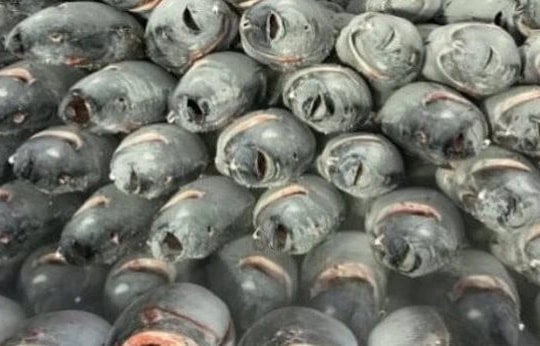 Một mặt hàng gần tỷ USD của Việt Nam chinh phục hơn 110 nước đang “gặp khó”, Thủ tướng vừa chỉ đạo gì?