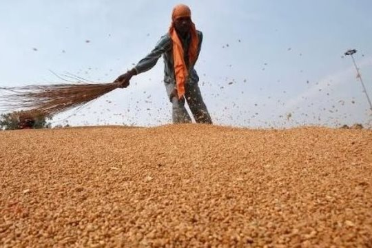 Phát hiện sinh vật dài 3mm đe dọa ngành công nghiệp 12 tỷ USD của Úc 