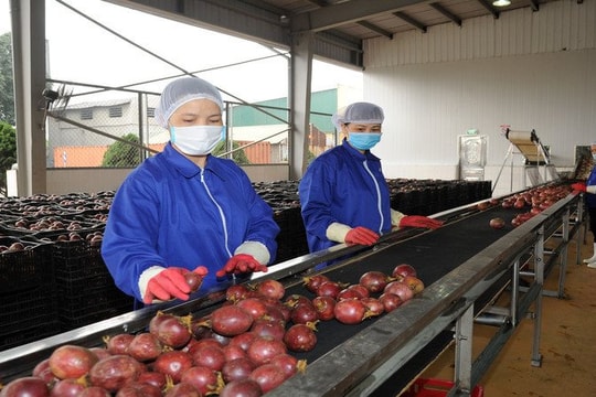 Một ngành hàng của Việt Nam công bố con số kỷ lục gần 1,3 tỷ USD, Trung Quốc có đóng góp lớn