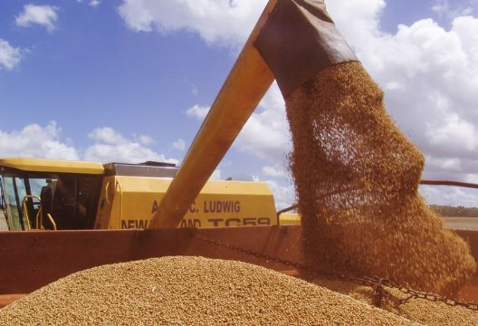 Trung Quốc dừng nhập khẩu đậu tương, nông dân Mỹ vẫn trúng lớn do ồ ạt trồng loại nông sản thay thế: Đã ký hợp đồng xuất khẩu 20 triệu tấn, nhu cầu tăng mạnh tại Đông Nam Á
