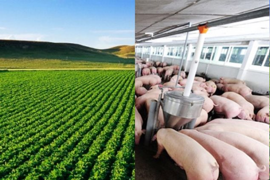 Top 10 Công ty uy tín ngành Nông nghiệp Công nghệ cao năm 2025: CP, Lộc Trời từ top 1, top 2 nay không lọt bảng xếp hạng, Dabaco, BAF dẫn trước HAGL