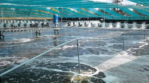 Áp thuế 50% vì mua dầu Nga, người Mỹ phải trả giá đắt đỏ cho một mặt hàng nhập khẩu từ Ấn Độ, Việt Nam cũng đang tham gia cuộc đua xuất khẩu
