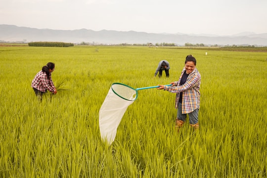 Môt "vật báu" của Thái Lan bị rớt giá thảm hại - thấp nhất thập kỷ