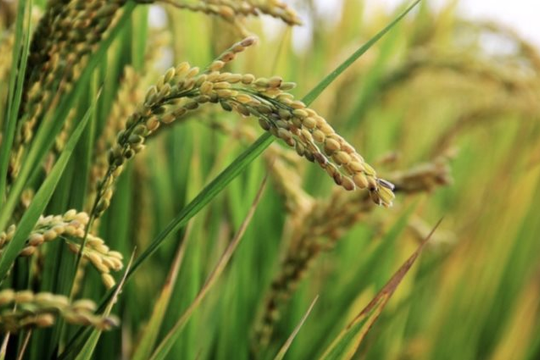 Độc lạ quốc gia vừa trở thành khách hàng lớn nhất của gạo Việt: Hàng nội địa dồi dào nhưng người dân chỉ mê hàng ngoại, giá tăng 225% chỉ trong 1 năm