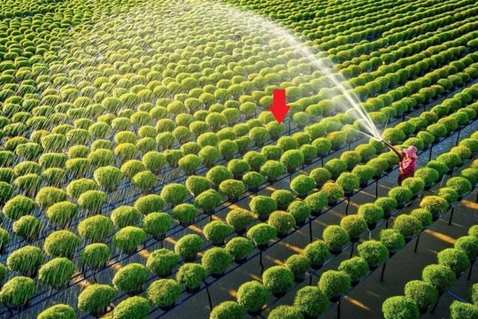 Một tổ chức của LHQ: VN đủ khả năng giúp nhiều nước tăng năng suất trong lĩnh vực đóng góp hơn 12% GDP